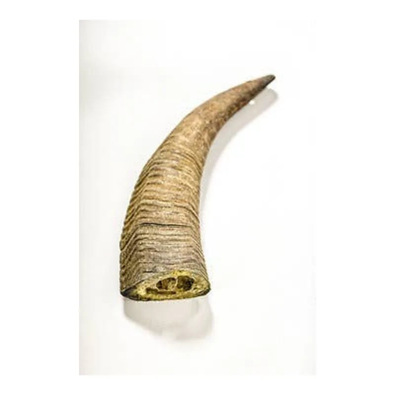 Gobi Goat Horn