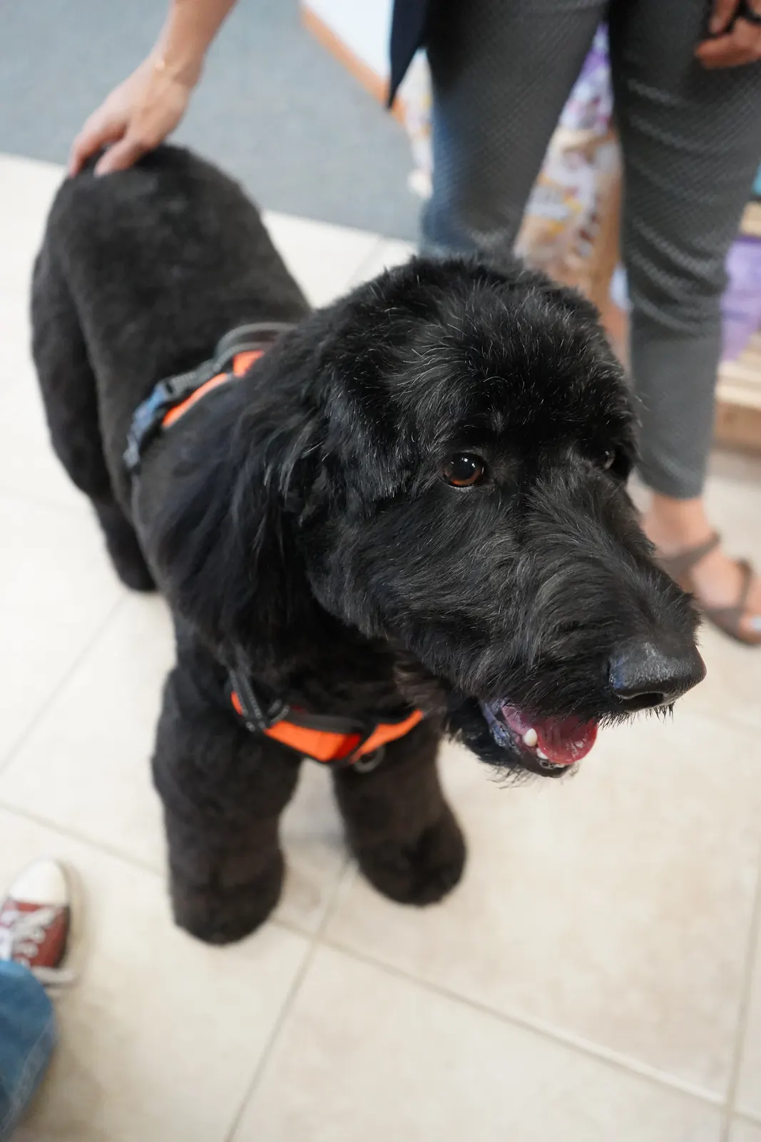 Smiling black doodle in the lobby