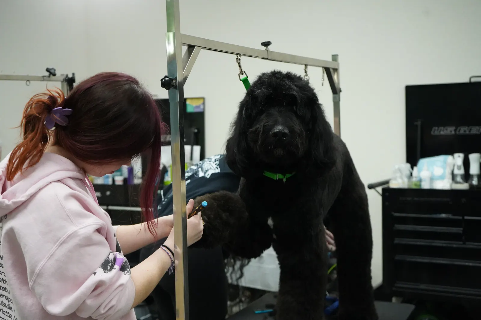 Groomer trimming a black doodle on the grooming table